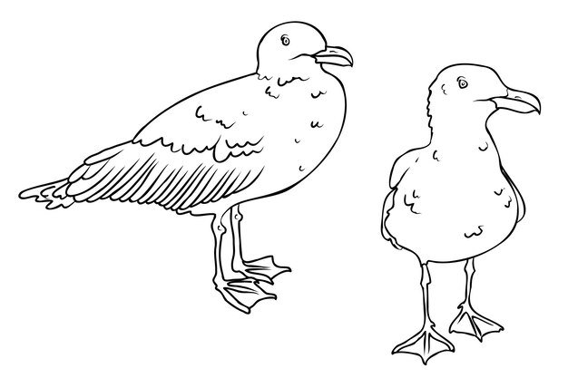 Page quail coloring images