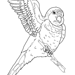 Parrot coloring pages printable for free download