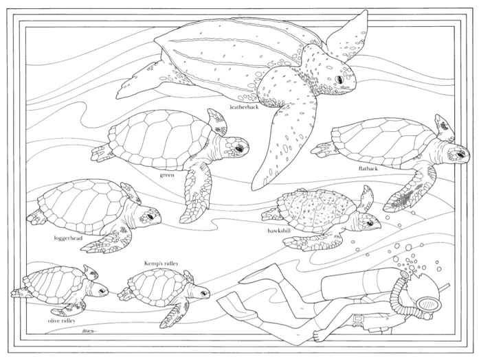 Un ocãano de arte dibujo de tortuga pãginas para colorear tortugas pintadas