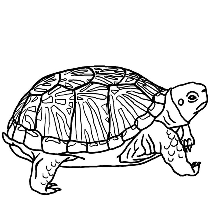 Dibujos de tortugas para colorear y pintar turtle coloring pages animal coloring pages turtle