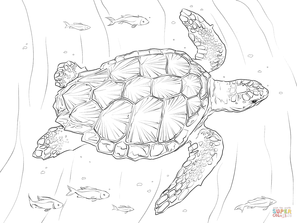 Loggerhead turtle coloring page free printable coloring pages