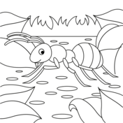 Ants coloring pages free coloring pages