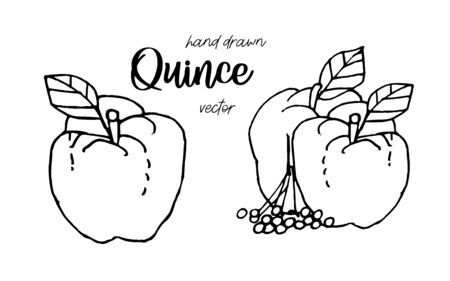 Quince vector stock vector illustration and royalty free quince vector clipart