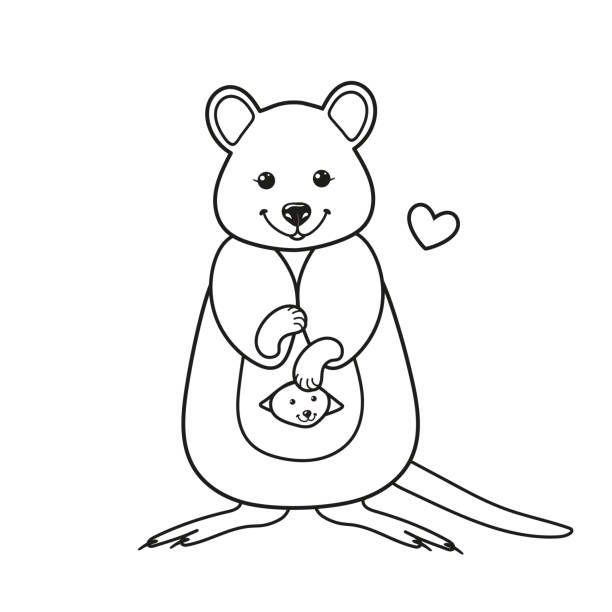 Coloring page with a quokka australian animal stock illustration
