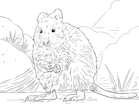 Quokka coloring page free printable coloring pages