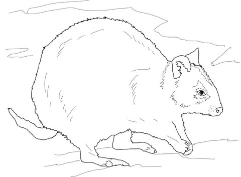 Rottnest quokka coloring page free printable coloring pages