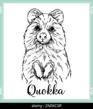 Quokka marsupial mammal stock vector images