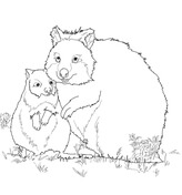 Quokka coloring pages free coloring pages