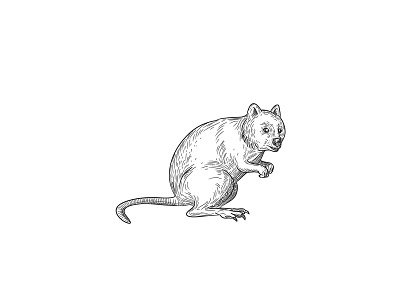 Quokka drawing black and white by aloysius patrimonio on