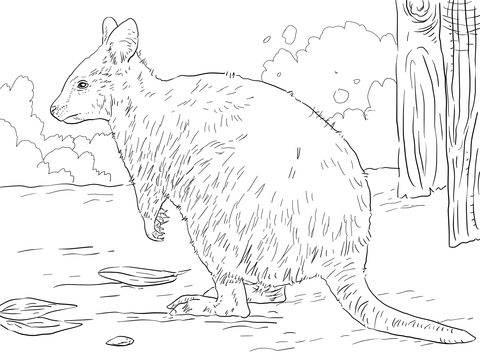 Quokka coloring pages free coloring pages