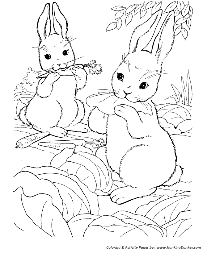 Farm animal coloring pages wild bunny rabbit coloring page and kids activity sheet