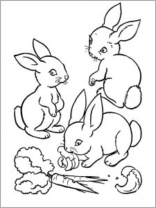 Rabbit