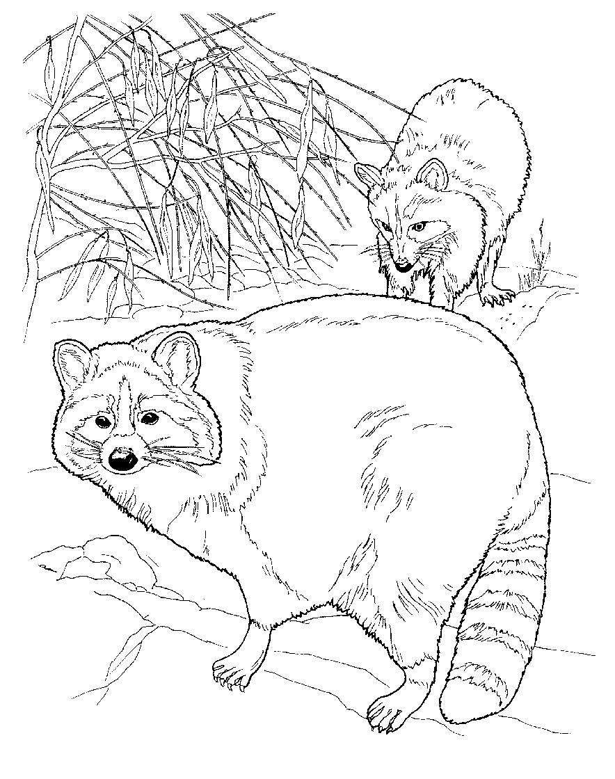 Free printable raccoon coloring pages for kids camping coloring pages animal coloring pages coloring pages