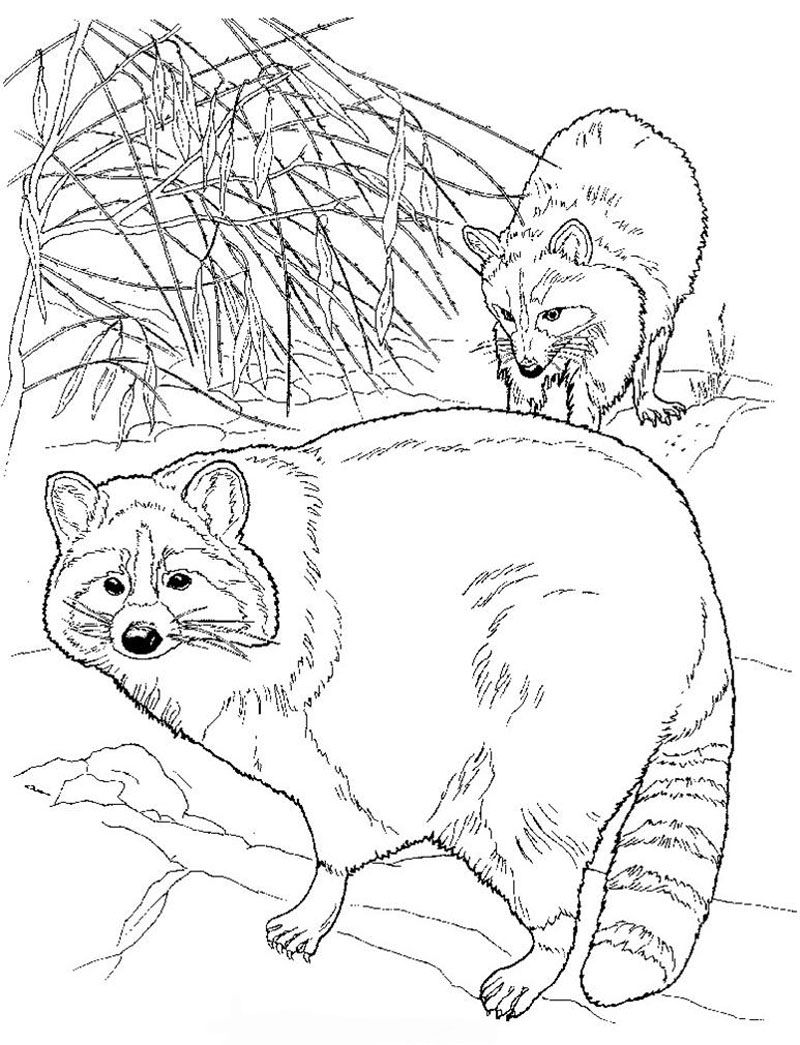 Raccoon color page camping coloring pages animal coloring pages coloring pages