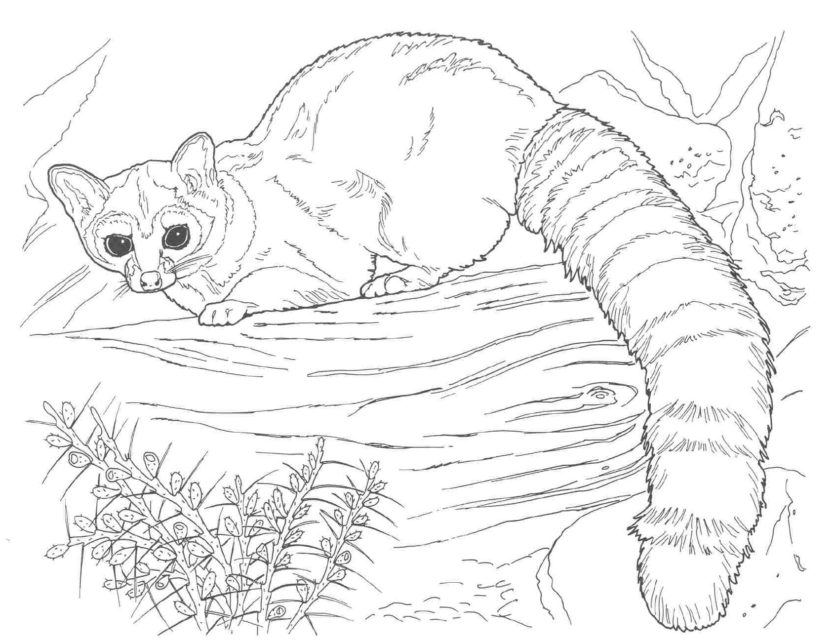 Free printable raccoon coloring pages for kids