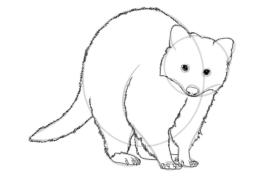 How to draw a raccoon