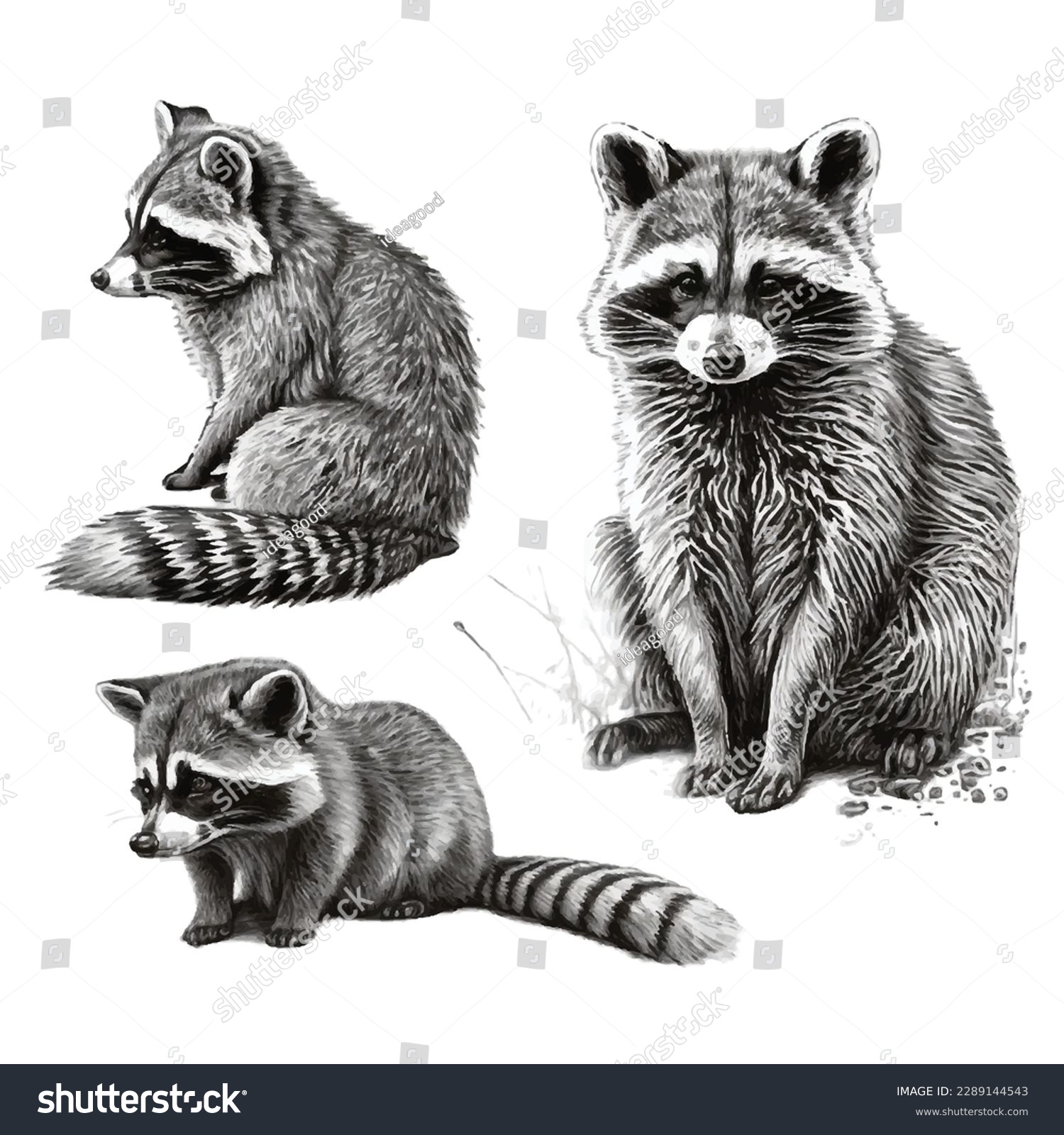 Drawing raccoon royalty