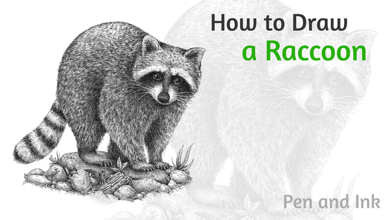 How to draw a raccoon with ink liners