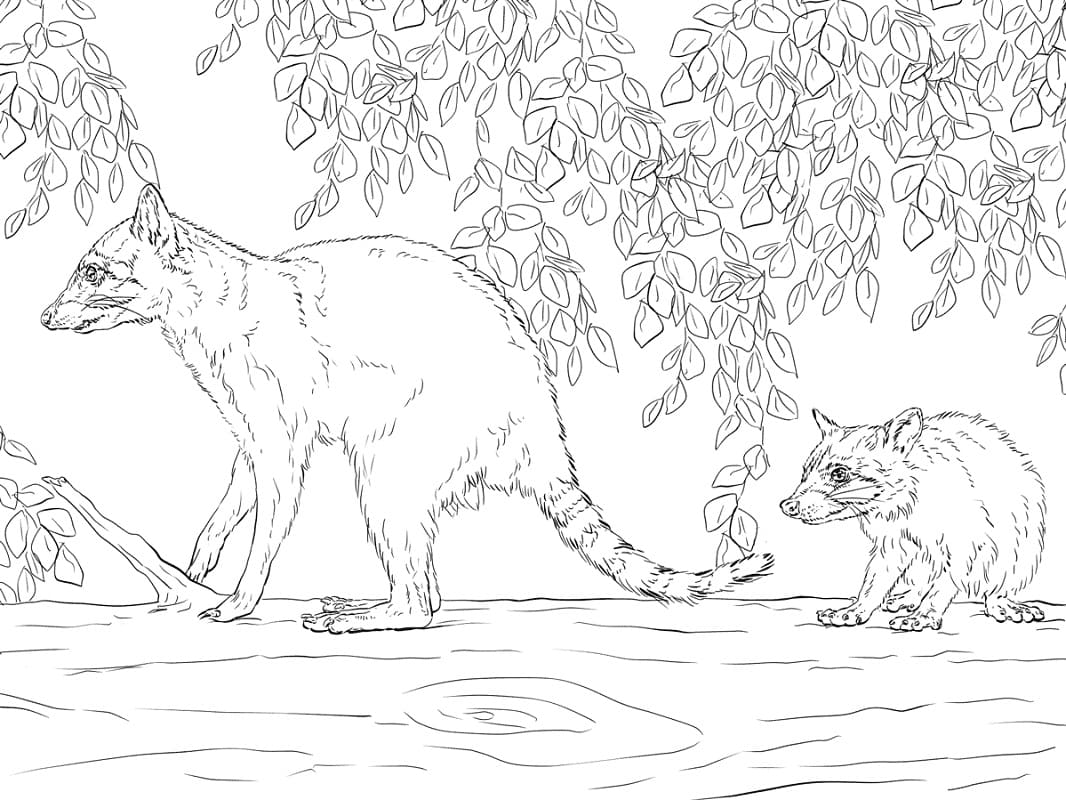 Raccoons coloring page
