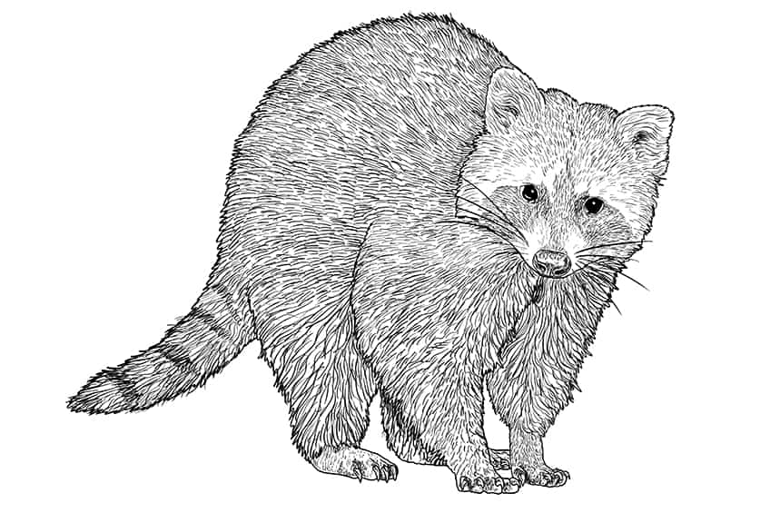 How to draw a raccoon