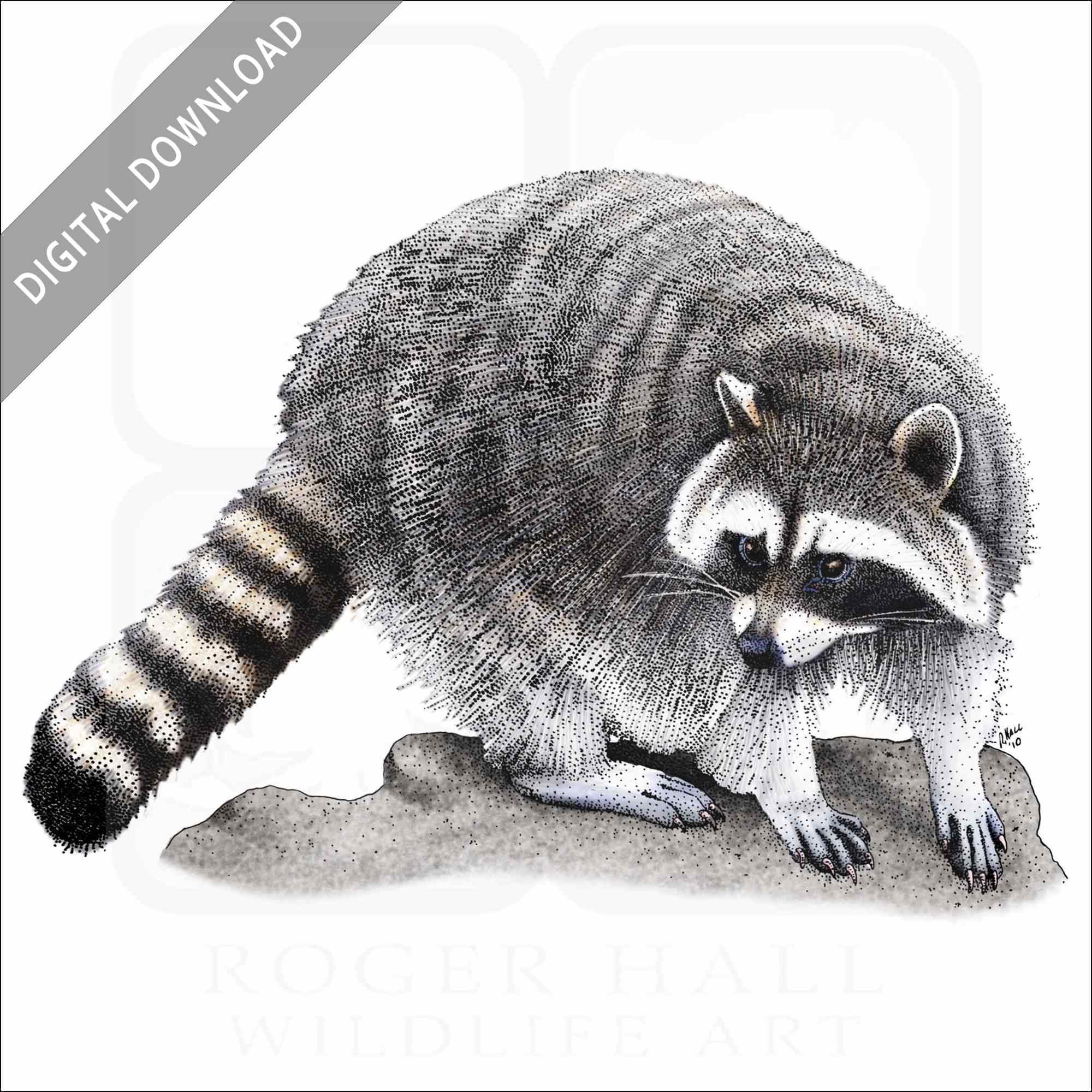 Stock art drawing of a northern raccoon