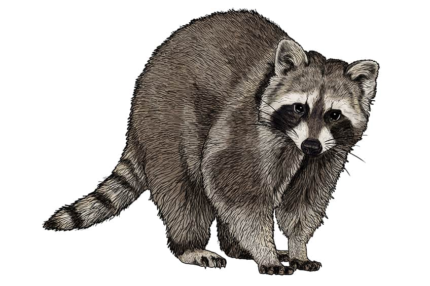 How to draw a raccoon