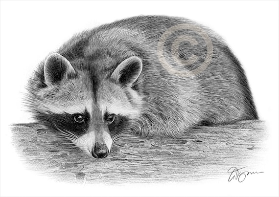 Raccoon pencil drawing print wildlife art artwork signed by artist gary tymon ltd ed prints sizes animal portrait