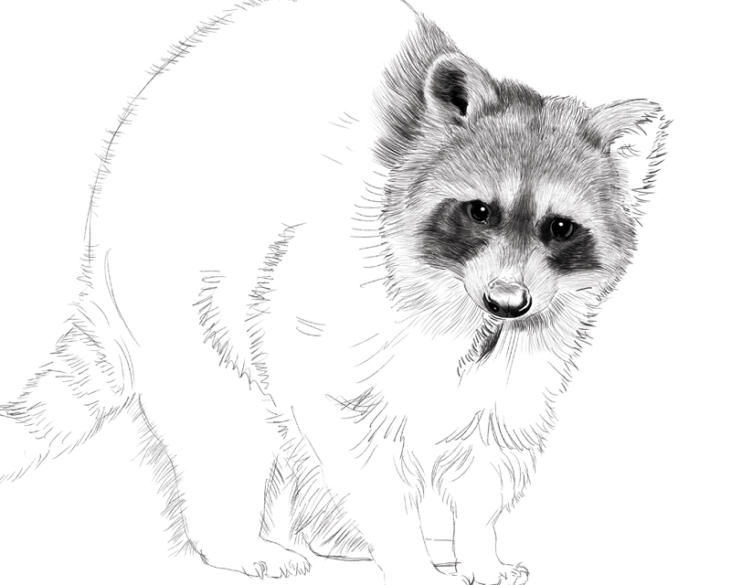 Raccoon digital drawing