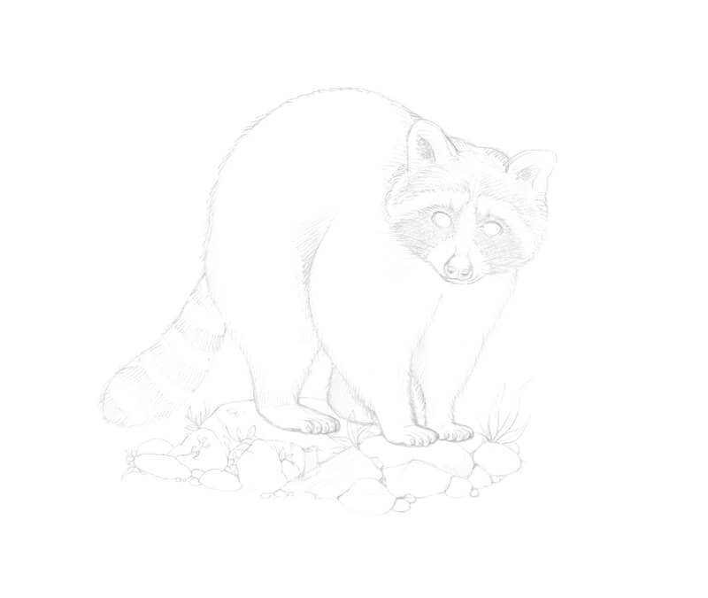 How to draw a raccoon with ink liners
