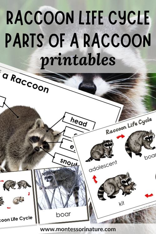 Raccoon life cycle and parts of a raccoon printable