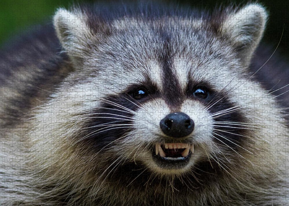 The angry raccoon jigsaw puzzle by mircea costina photography