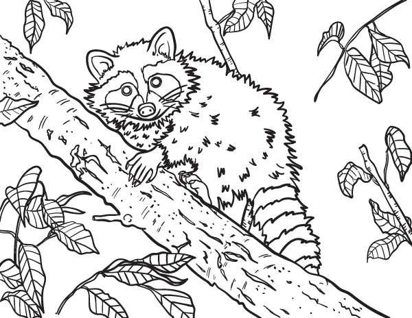 Free raccoon coloring page to download and print get it at httpsmuseprintablesdownloadcoloring