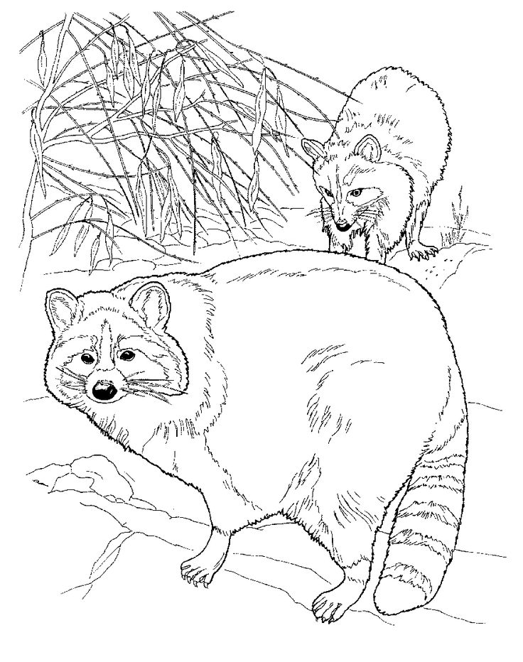 Free printable raccoon coloring pages for kids camping coloring pages animal coloring pages coloring pages