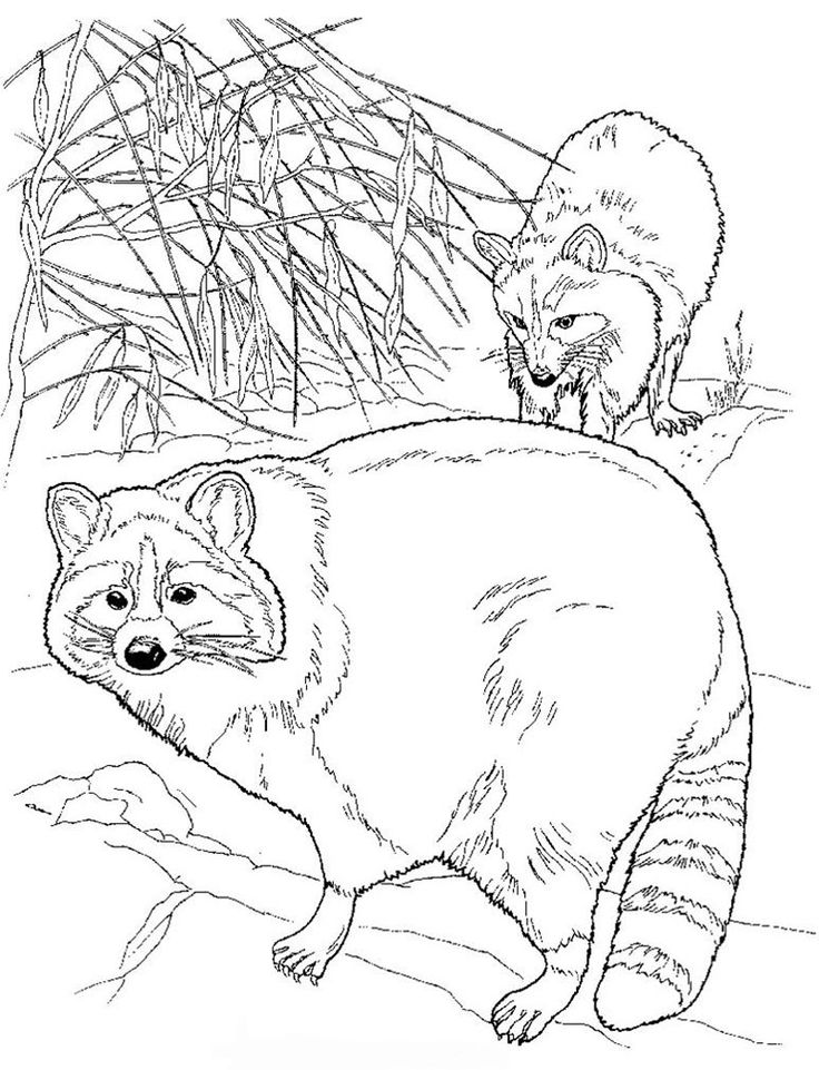 Raccoon color page camping coloring pages animal coloring pages coloring pages