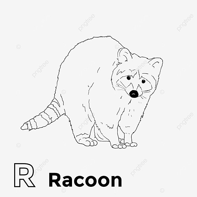 Racoon line art for coloring book book drawing ring drawing racoon drawing png and vector with transparent background for free download