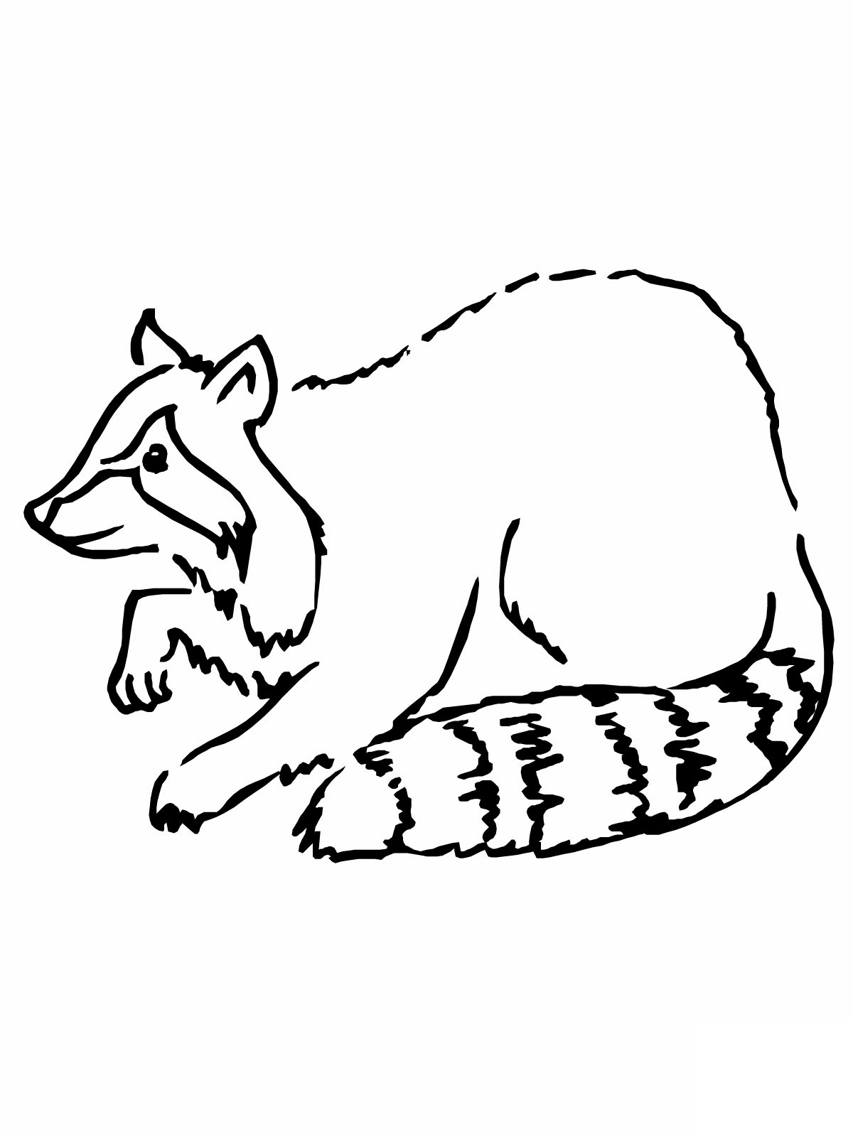 Free printable raccoon coloring pages for kids