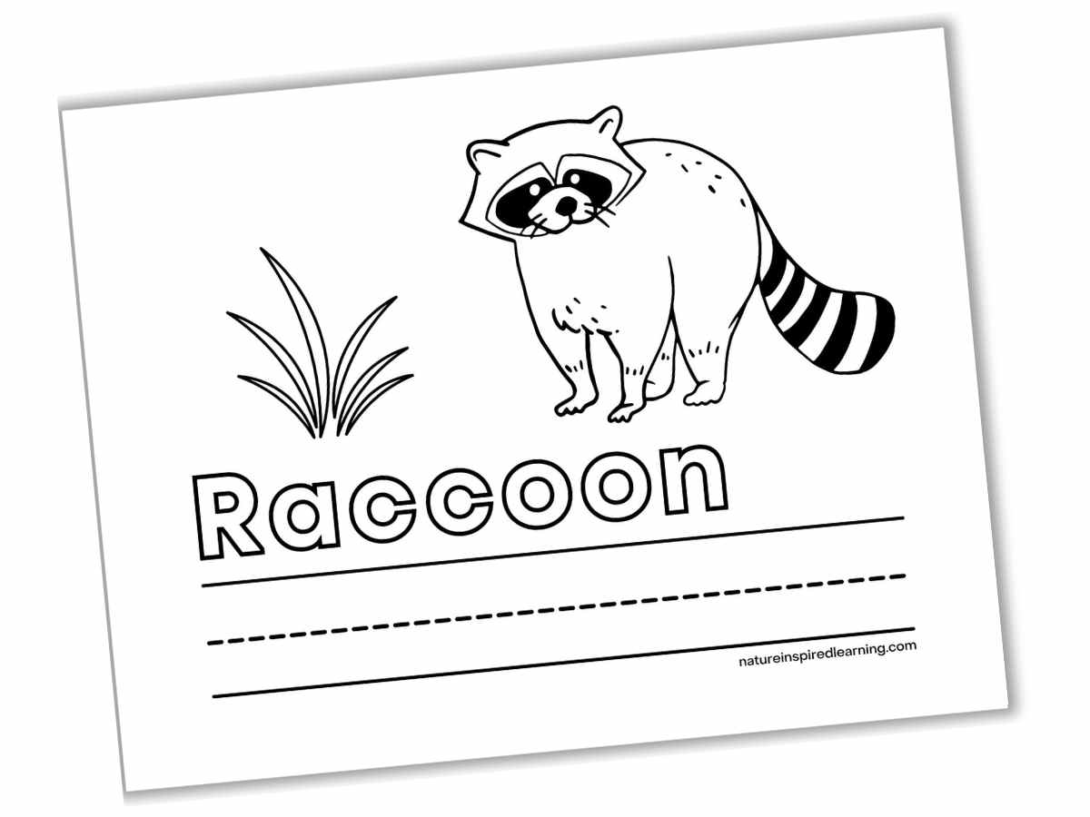 Raccoon coloring pages