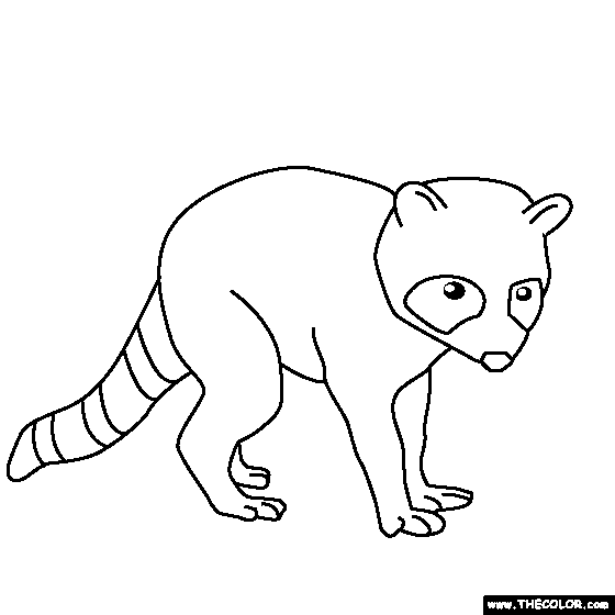 Baby racoon coloring page