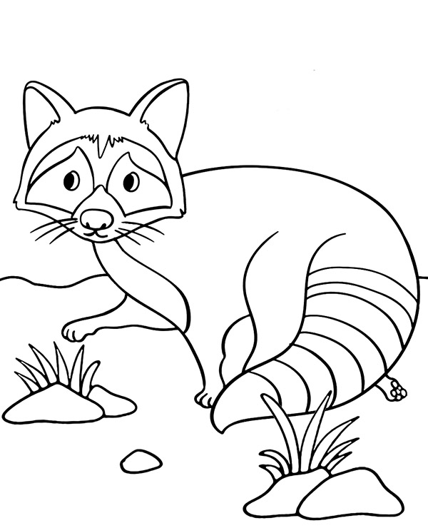 Raccoon coloring page to print