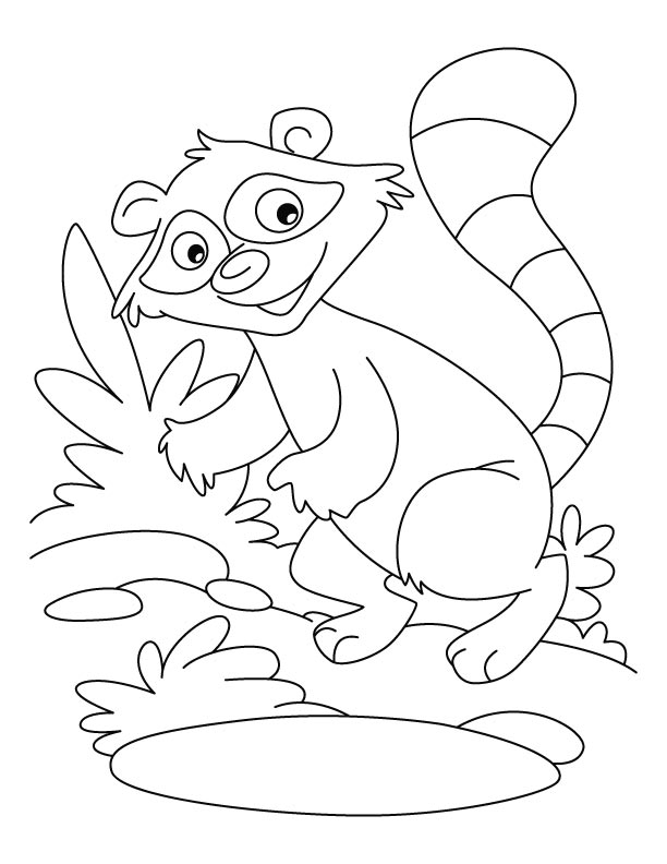 Raccoon a washer dog coloring pages download free raccoon a washer dog coloring pages for kids best coloring pages