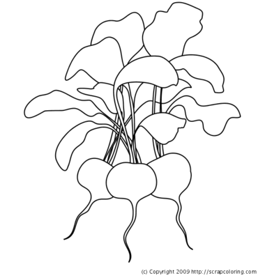 Radishes coloring page
