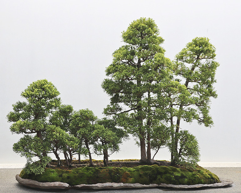 Bonsai bark promoting and expanding the bonsai universe page