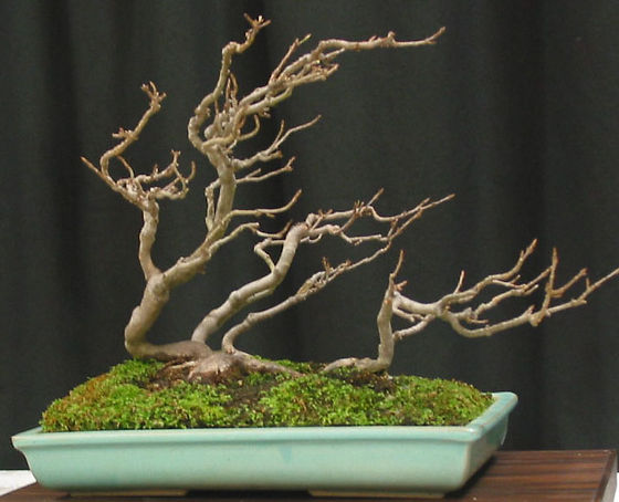 Blue ridge bonsai society what are bonsai