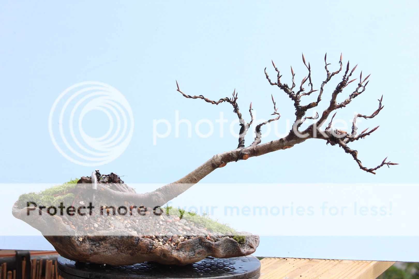 Slanting copper beech bonsai nut