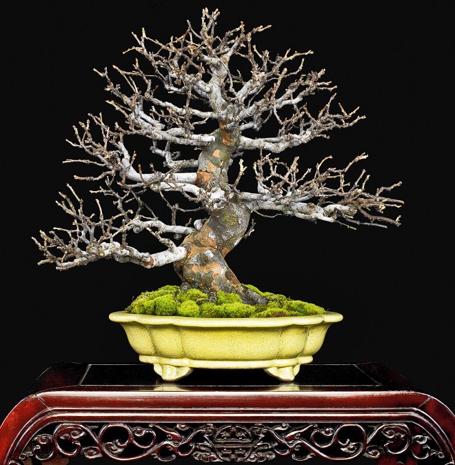 Â page â valavanis bonsai blog
