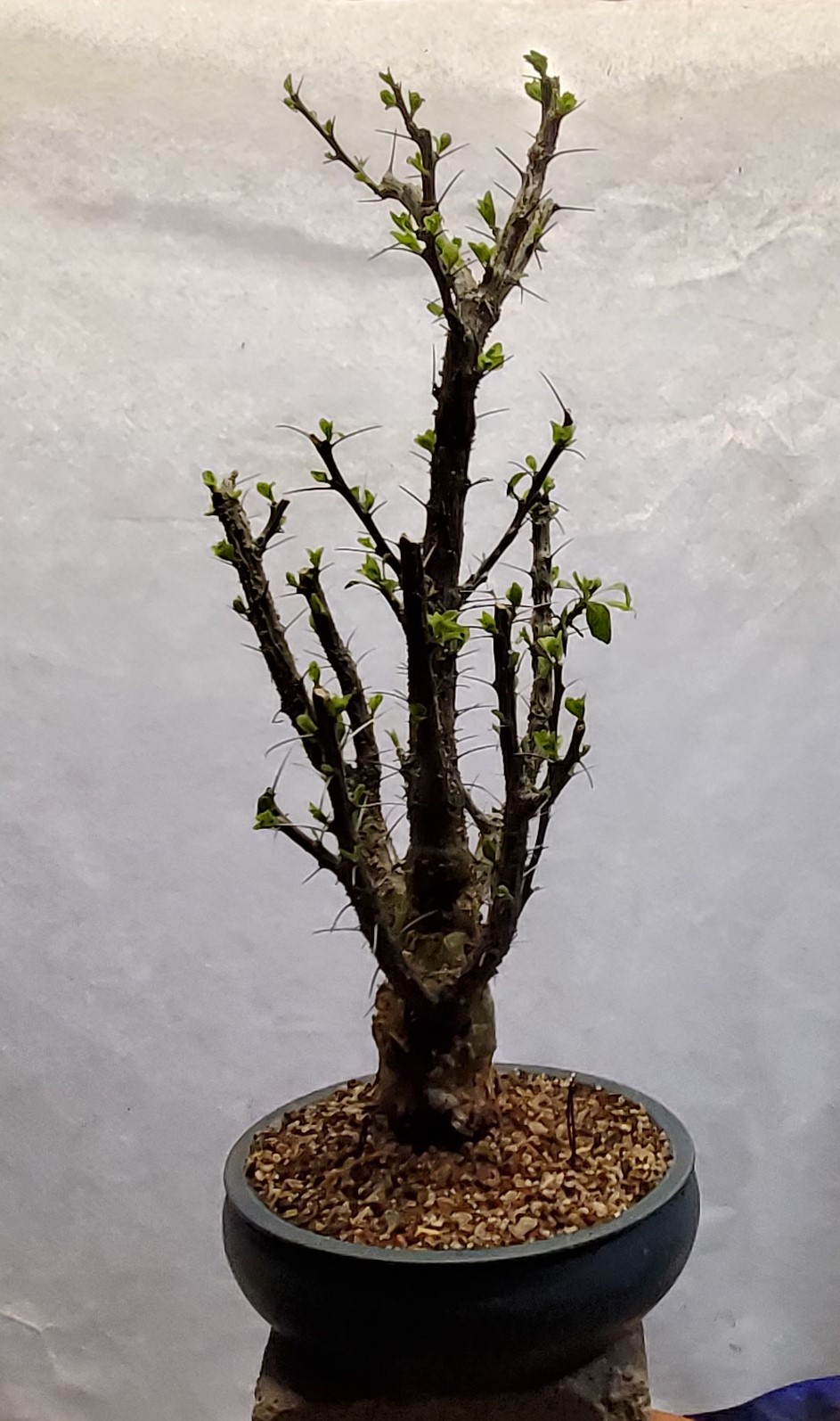 Ocotillo bonsai â colorado rocky mountain bonsai â suiseki