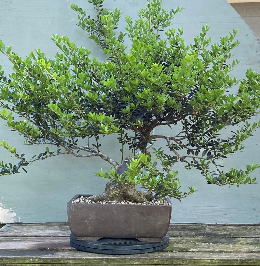 Style bonsai iterate