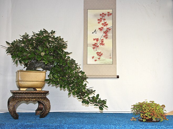 Â page â valavanis bonsai blog