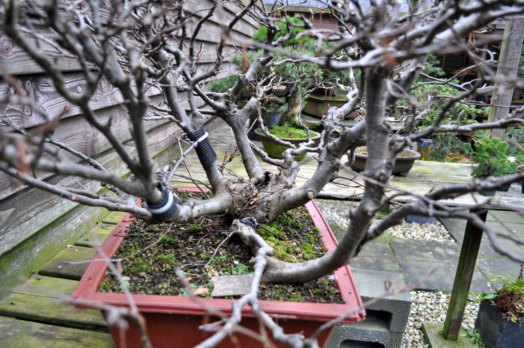The bonsai blog of hans van meer â page â real bonsai addict storys