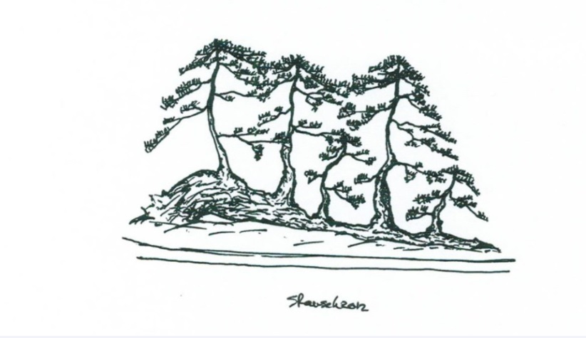 Bonsai styles raft â ikadabuki â colorado rocky mountain bonsai â suiseki